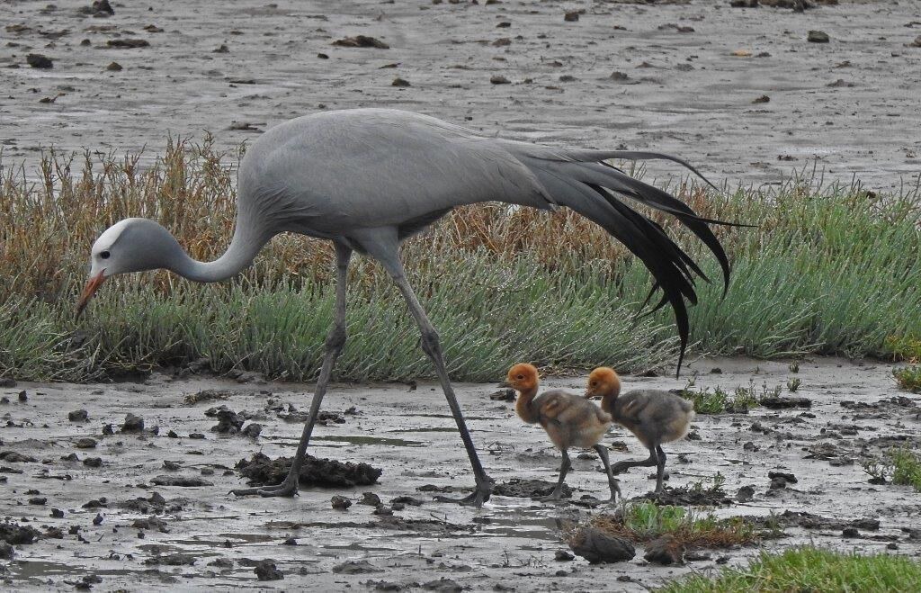 Photo of Others in Buffalo Hills Game Reserve