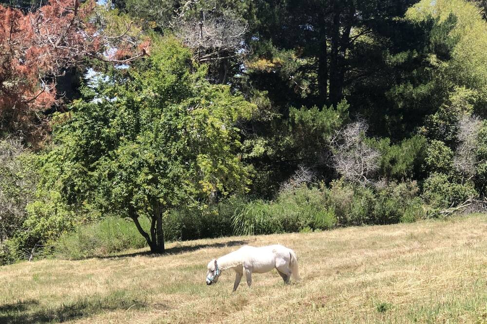 Photo of Outdoor in Bolinas