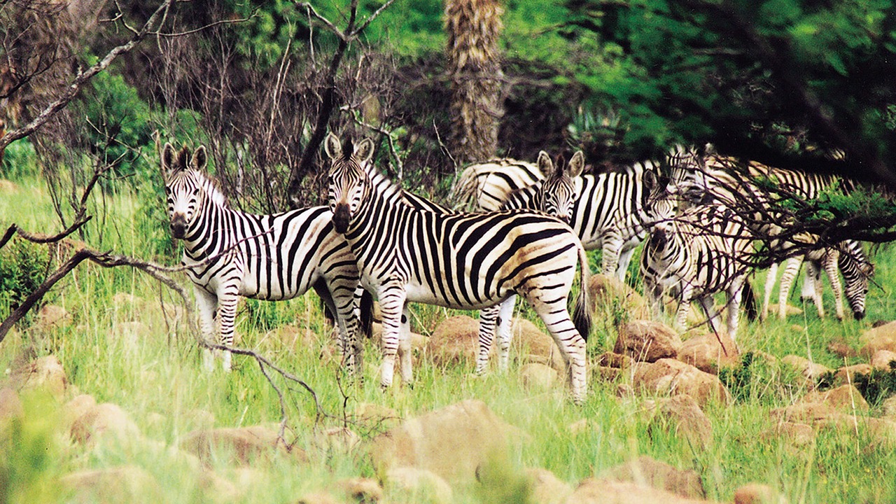 Photo of Others in Isandlwana