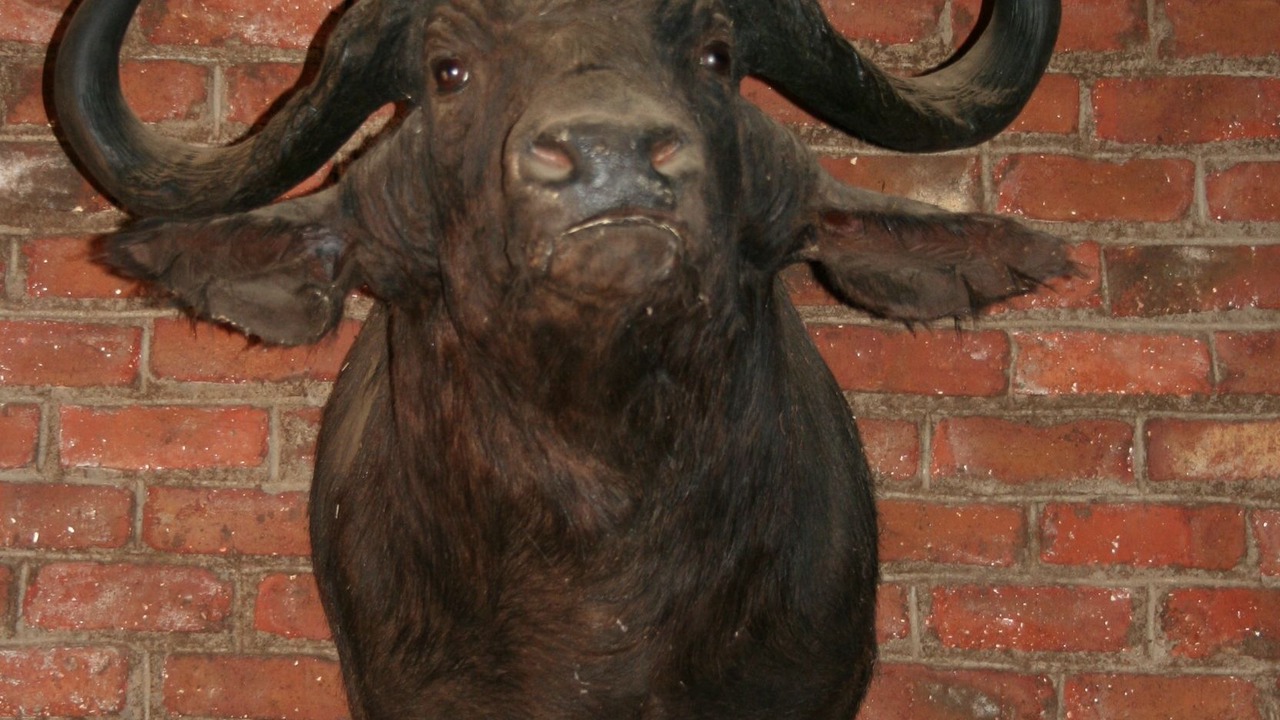 Photo of Others in Philippolis