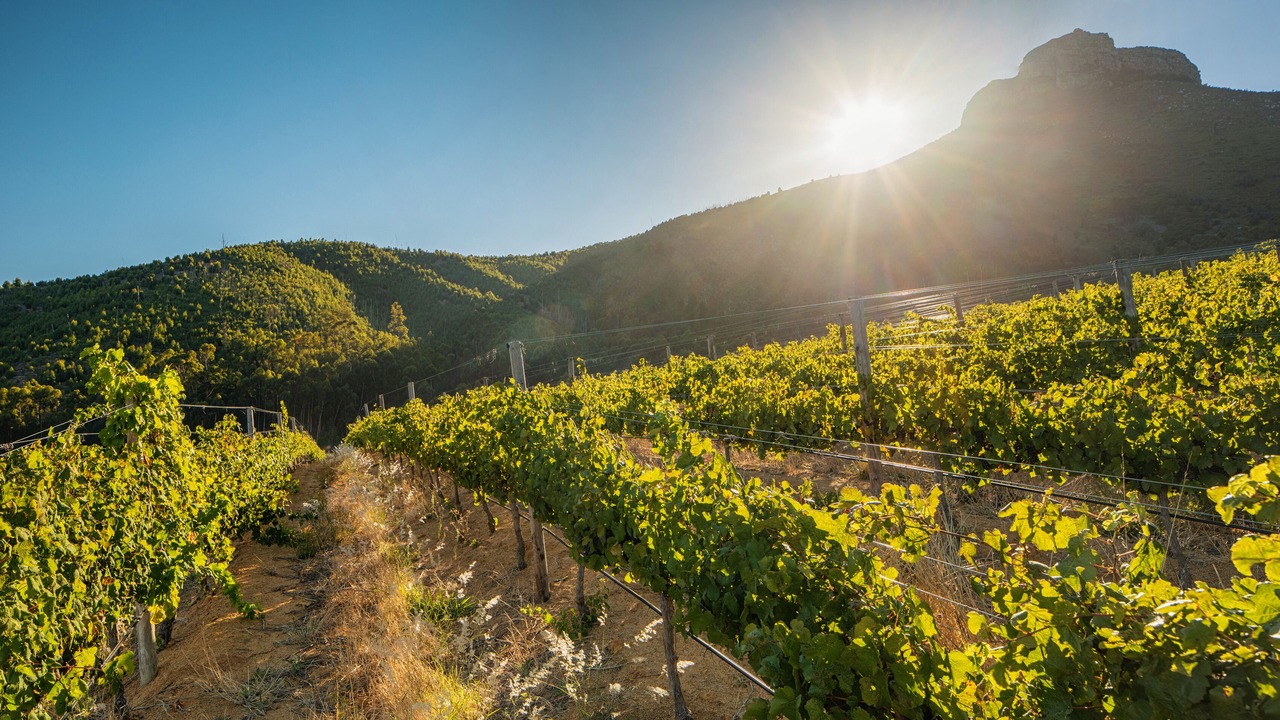 Photo of Others in Stellenbosch