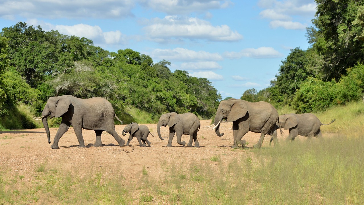 Photo of Outdoor in Kruger National Park