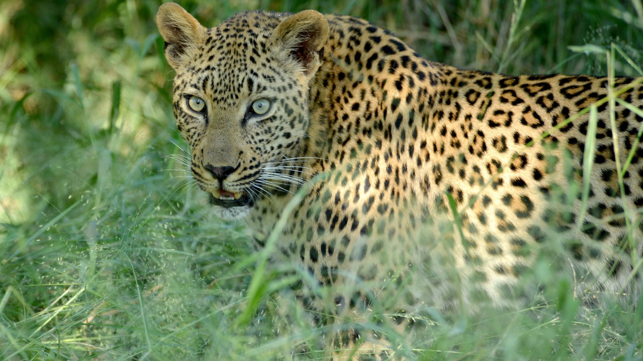 Photo of Others in Kruger National Park