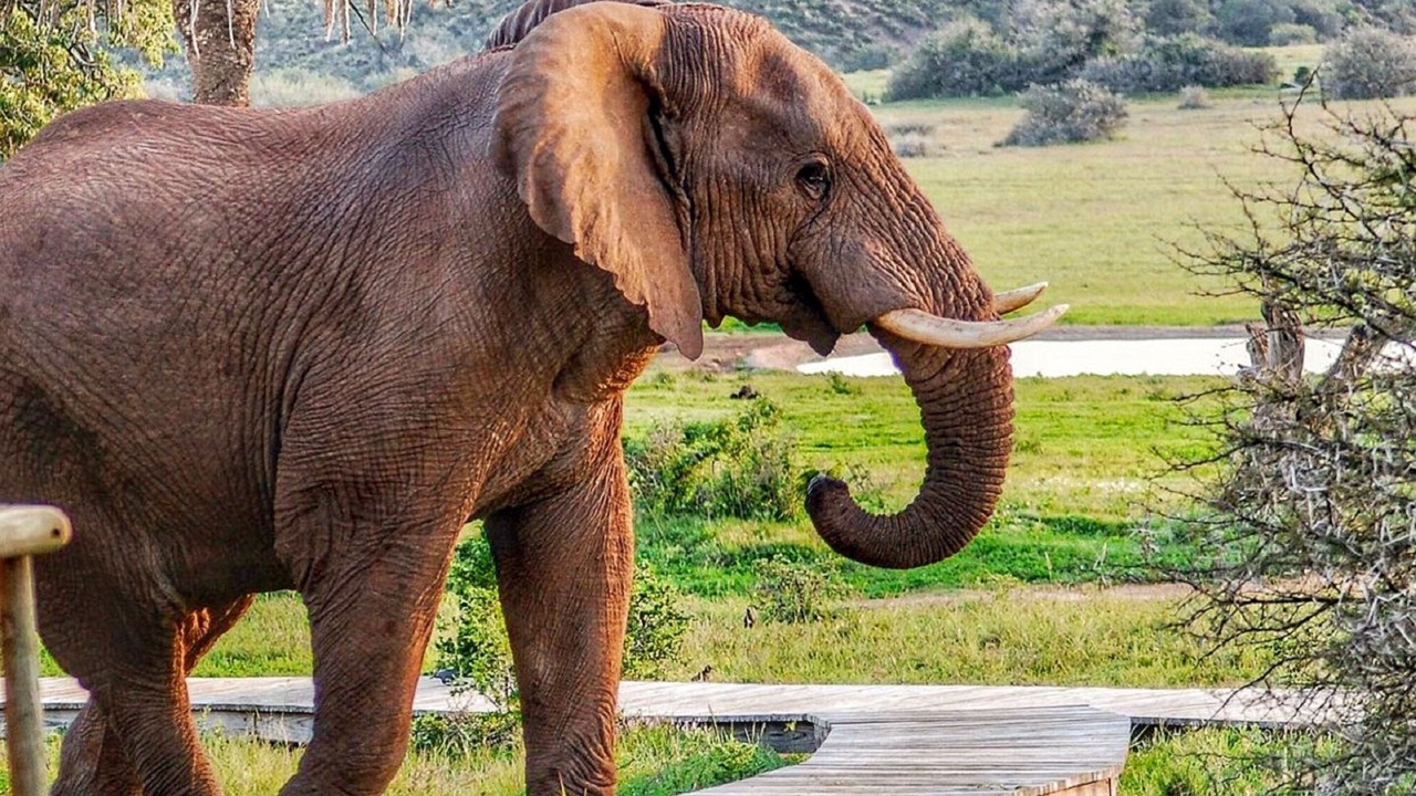 Photo of Others in Addo