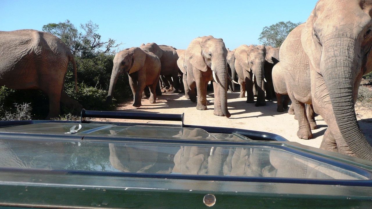 Photo of Others in Addo