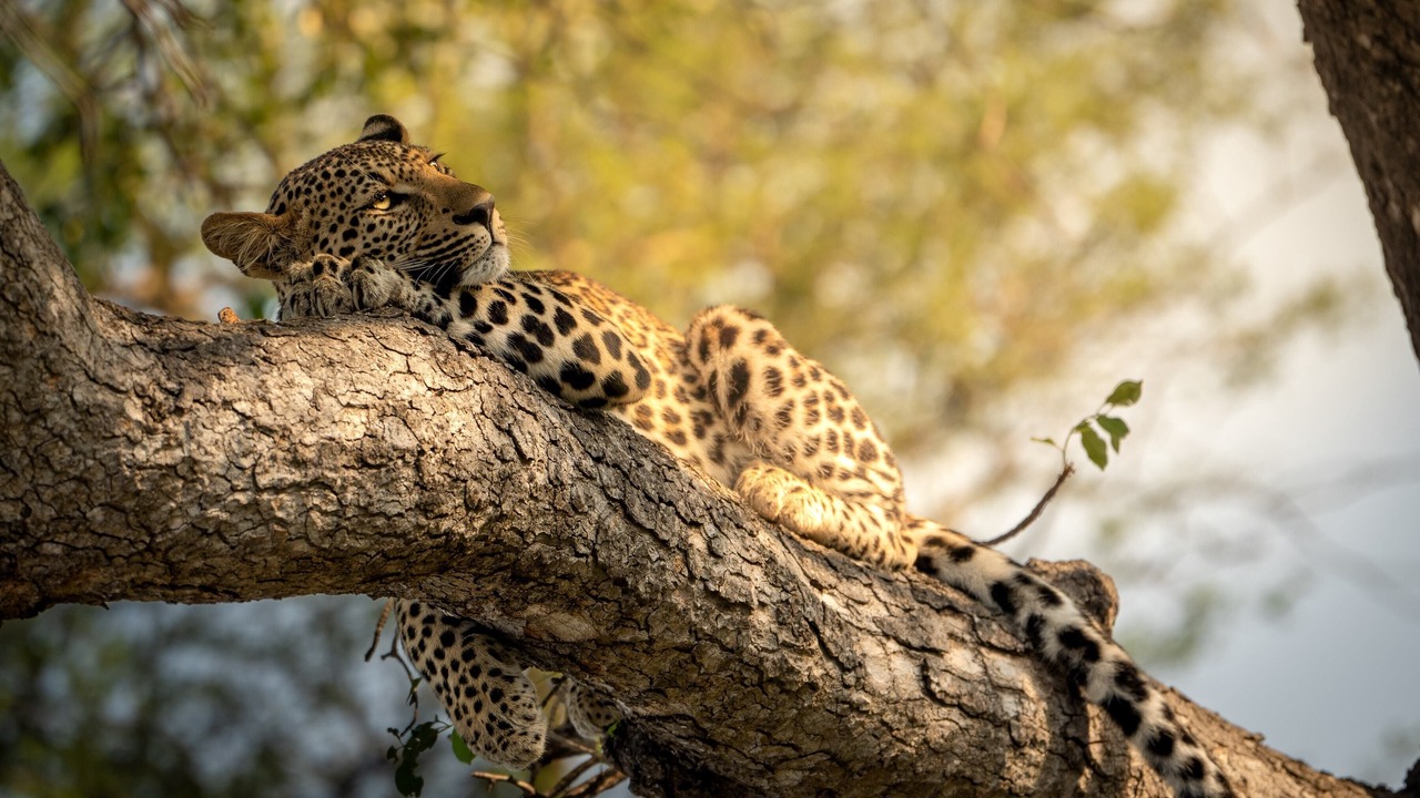 Photo of Others in Thorny Bush Game Reserve