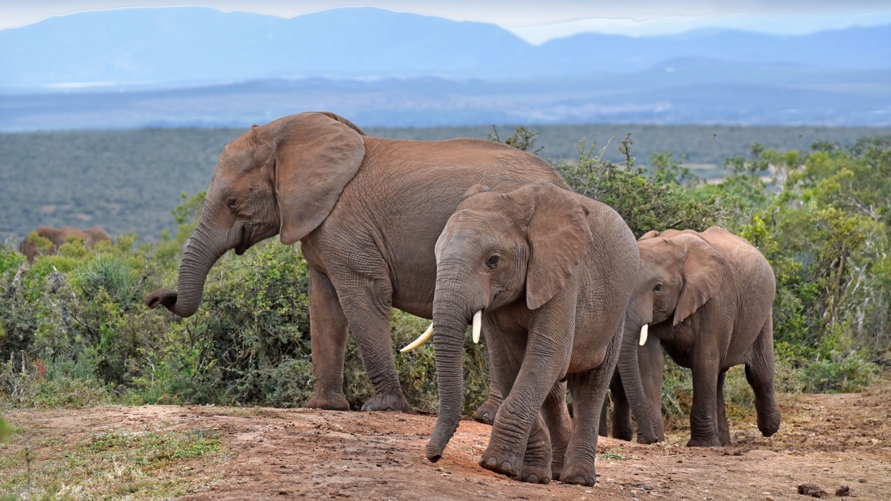 Photo of Others in Addo