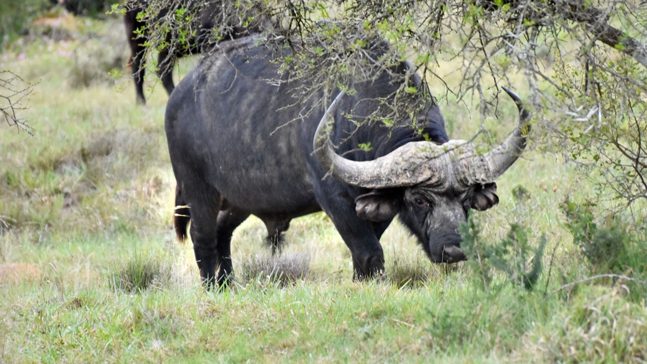 Photo of Others in Addo