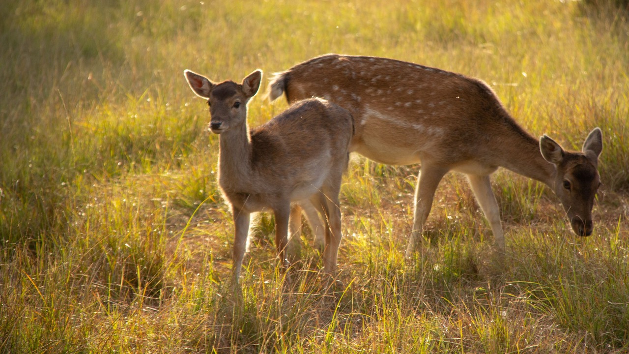 Photo of Outdoor in Kempton Park