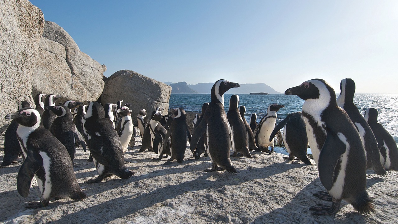 Photo of Others in Muizenberg