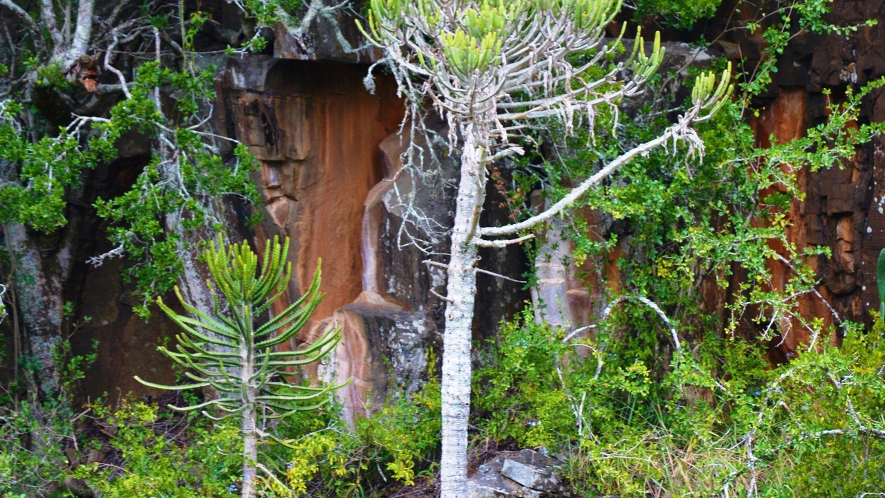 Photo of Outdoor in Macleantown