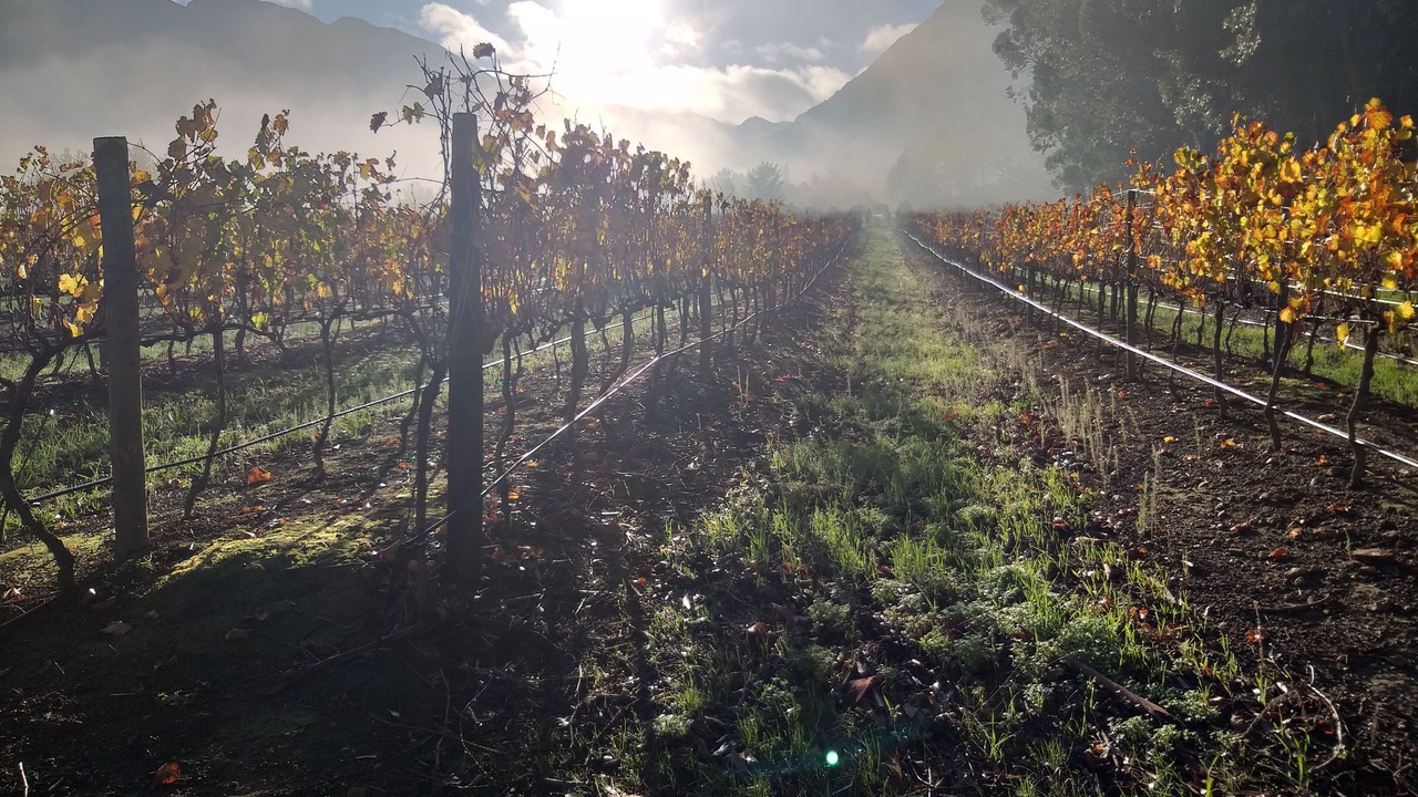 Photo of Others in Franschhoek