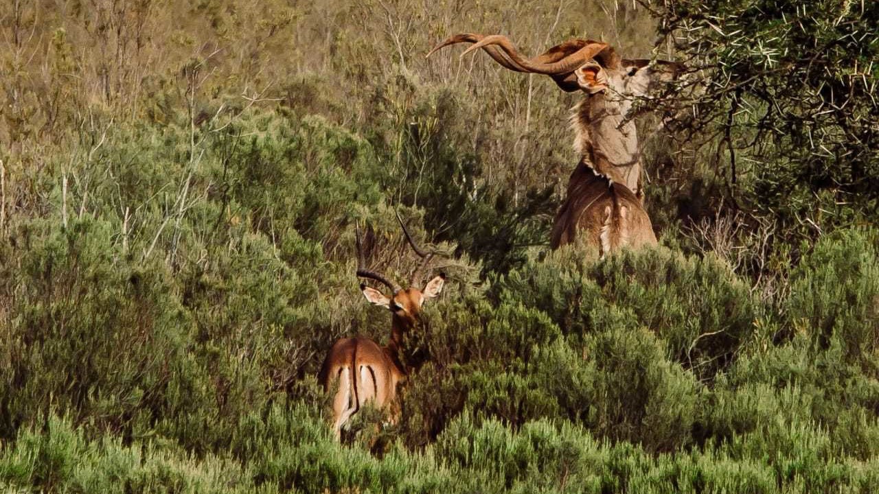Photo of Outdoor in Oudtshoorn