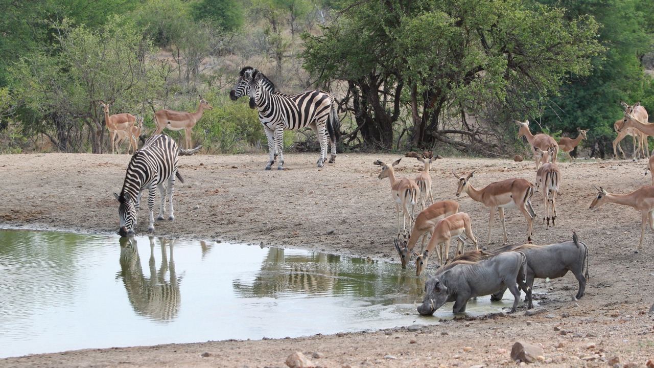 Photo of Others in Kruger National Park