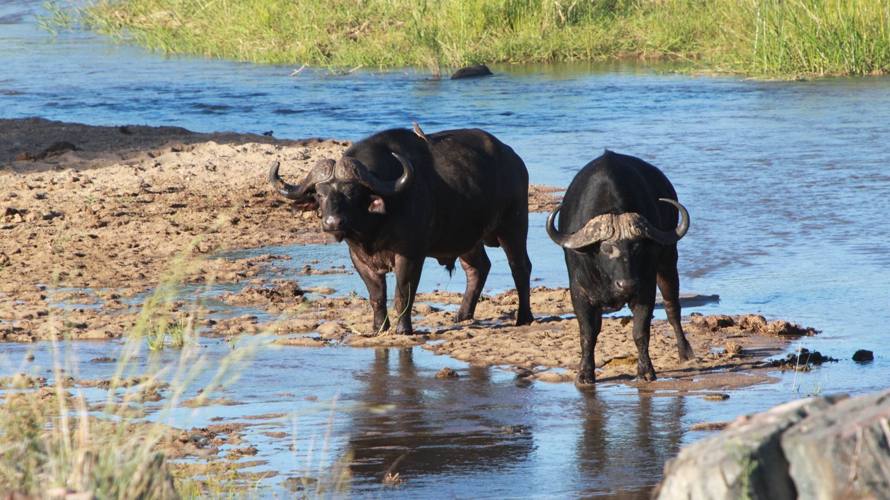 Photo of Others in Kruger National Park