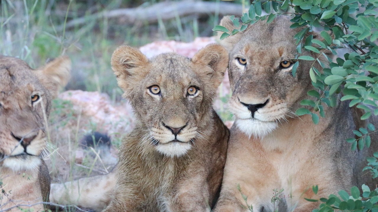 Photo of Others in Kruger National Park