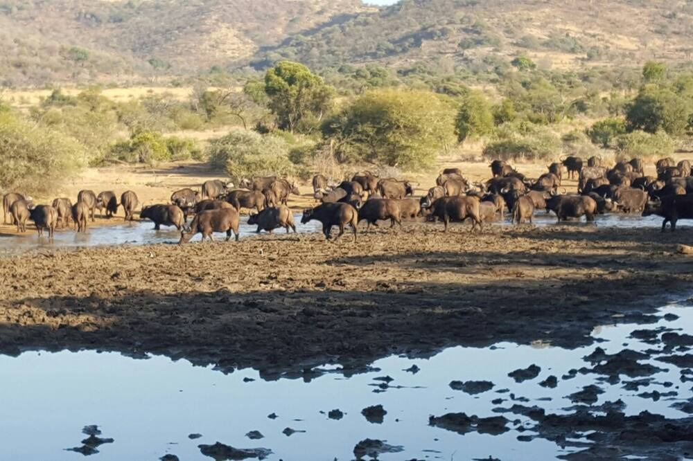 Photo of Others in Pilanesberg National Park
