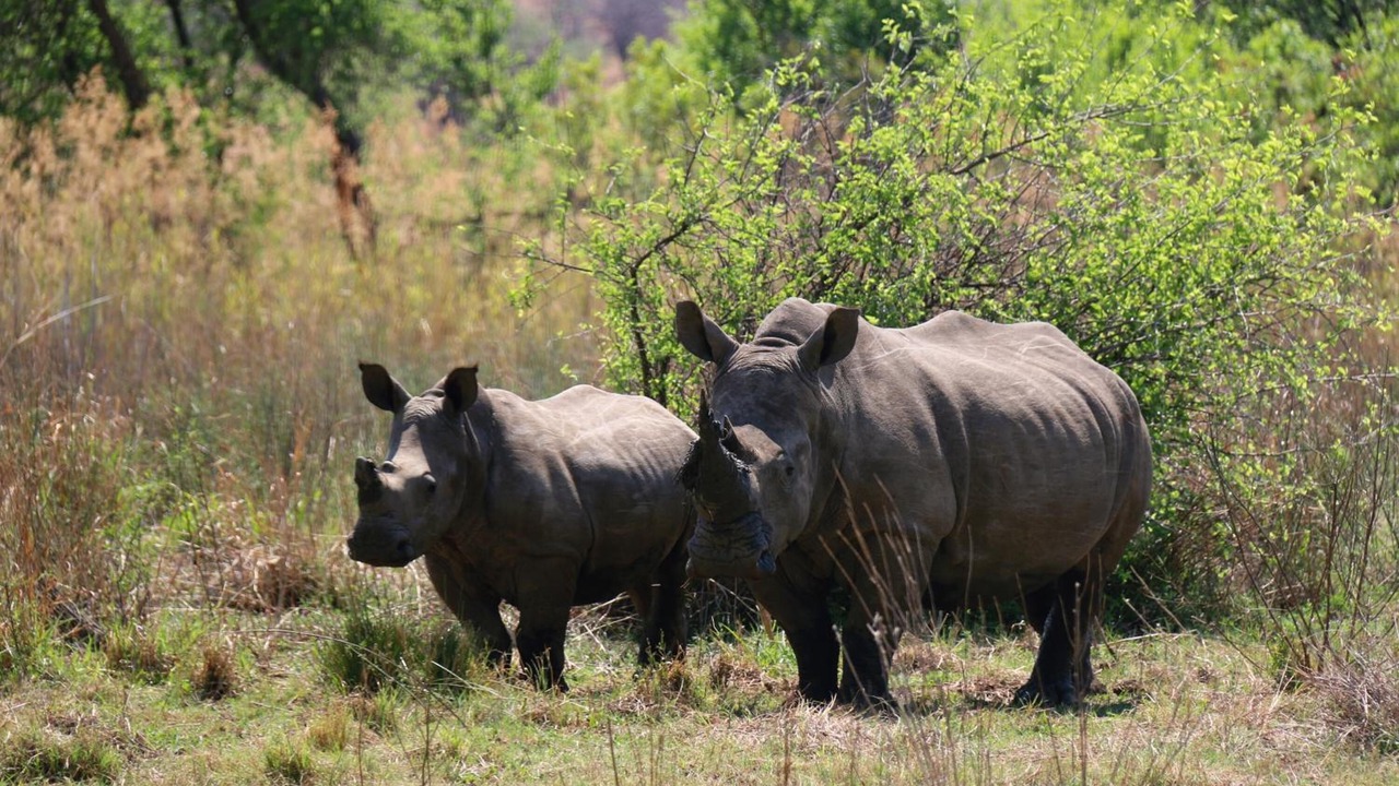 Photo of Outdoor in Hammanskraal