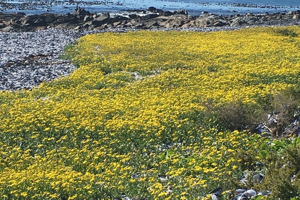 Photo of Others in Shelley Point