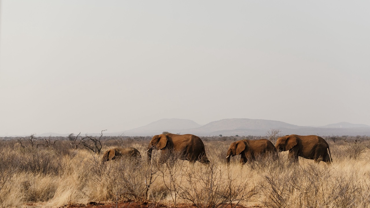 Photo of Others in Pilanesberg National Park