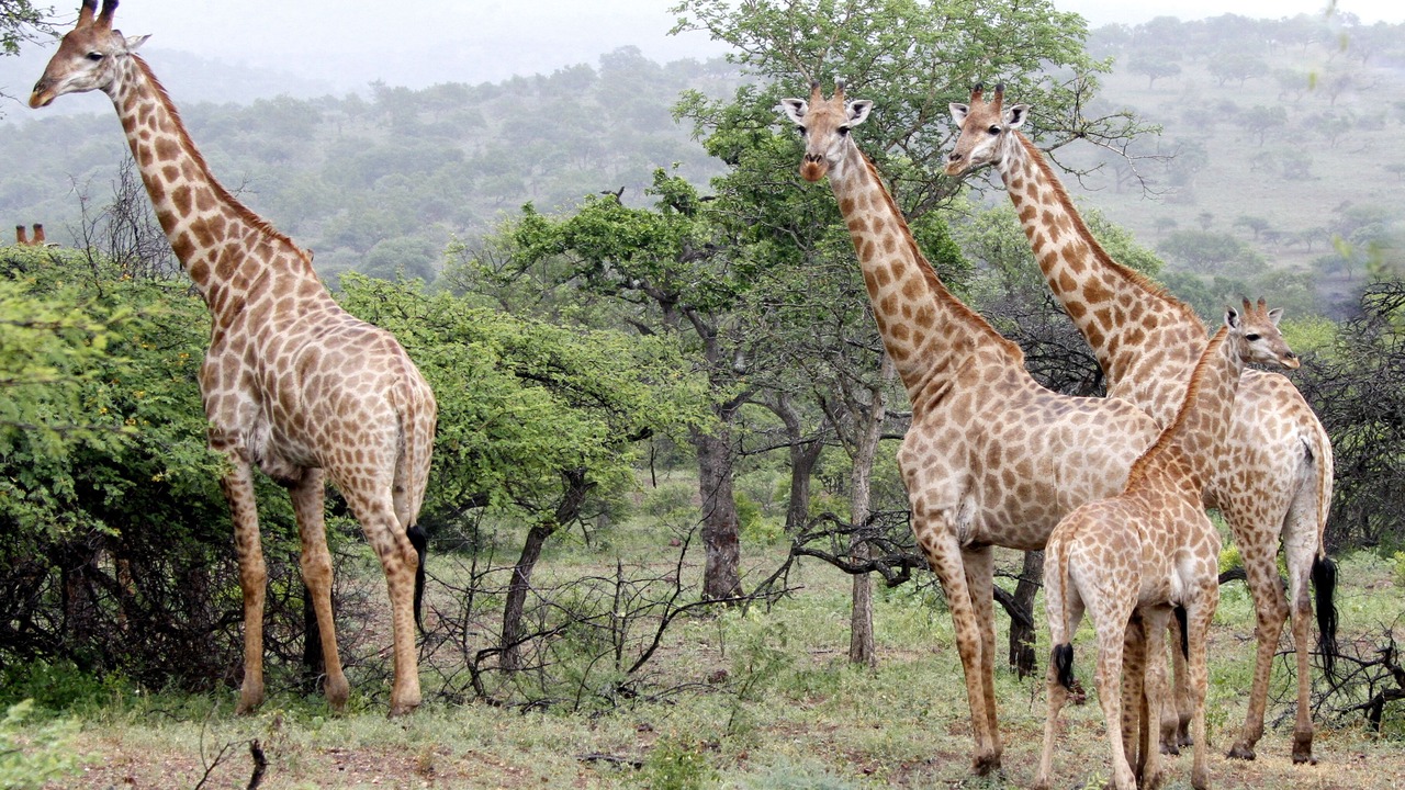 Photo of Others in Jozini