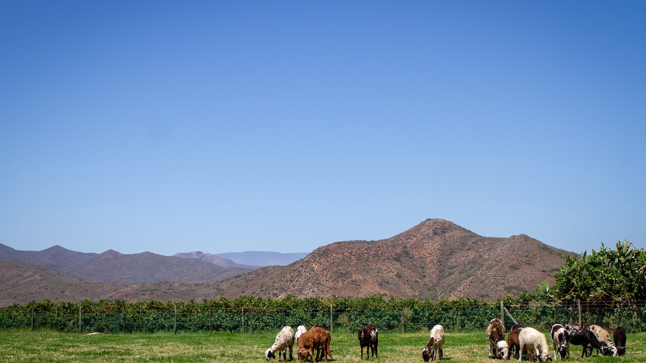Photo of Others in Langeberg