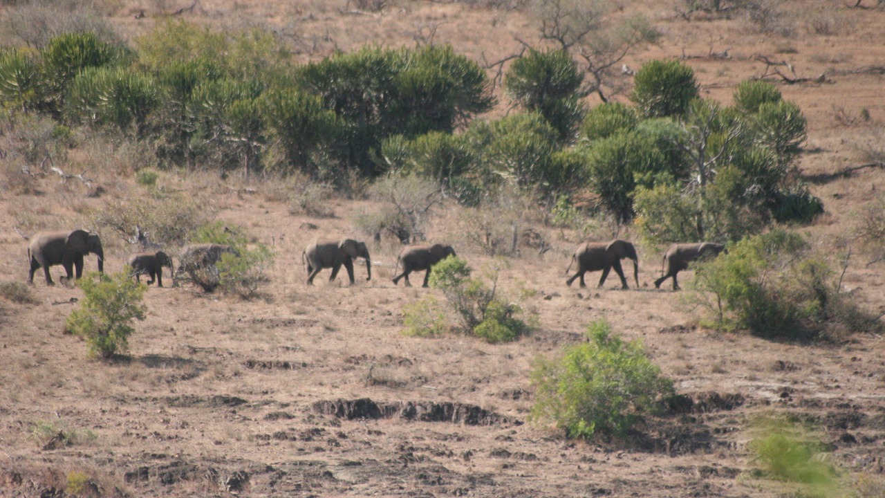 Photo of Others in Komatipoort