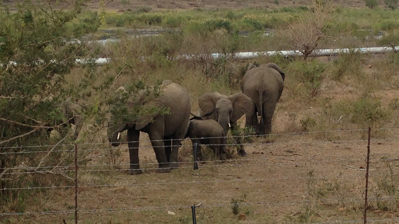 Photo of Outdoor in Komatipoort