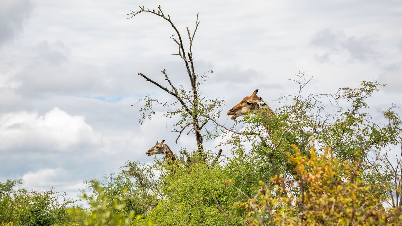 Photo of Outdoor in Malelane