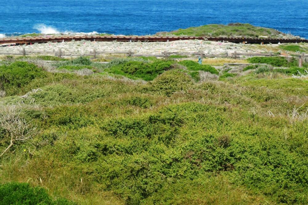 Photo of Others in Pacific Grove