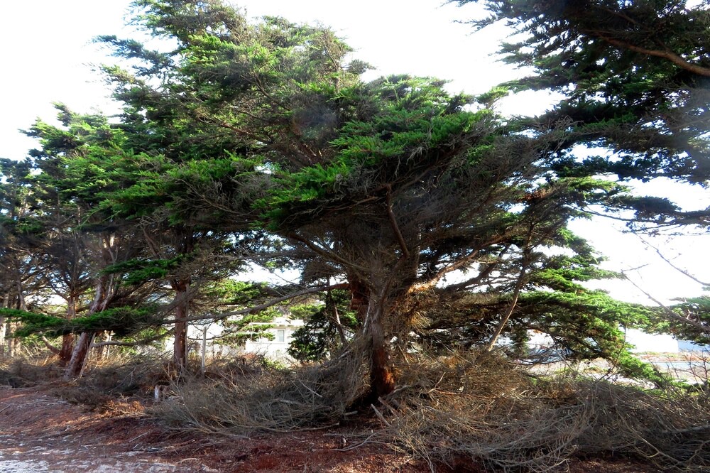 Photo of Others in Pacific Grove