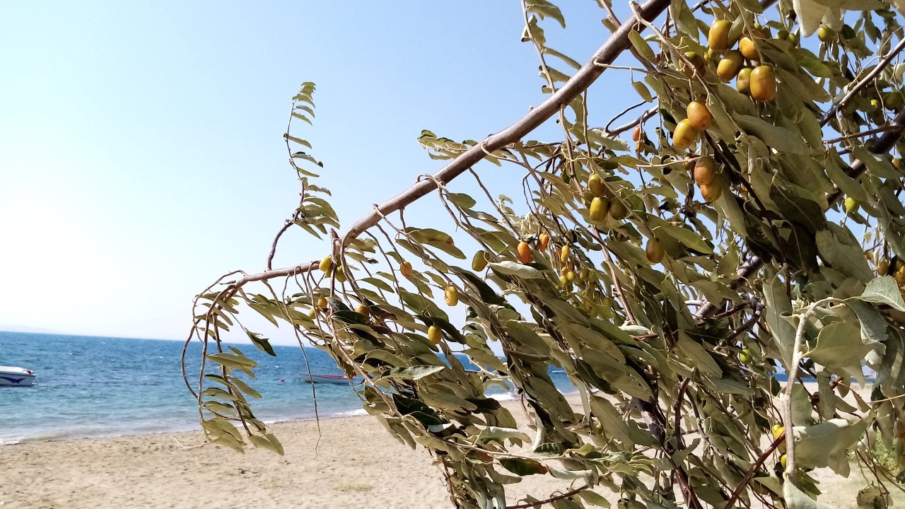 Photo of Outdoor in Edremit