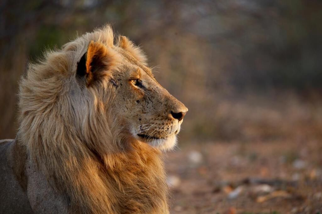 Photo of Others in Kruger National Park