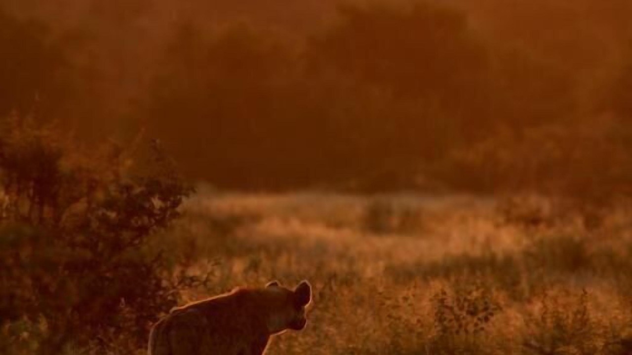 Photo of Others in Kruger National Park