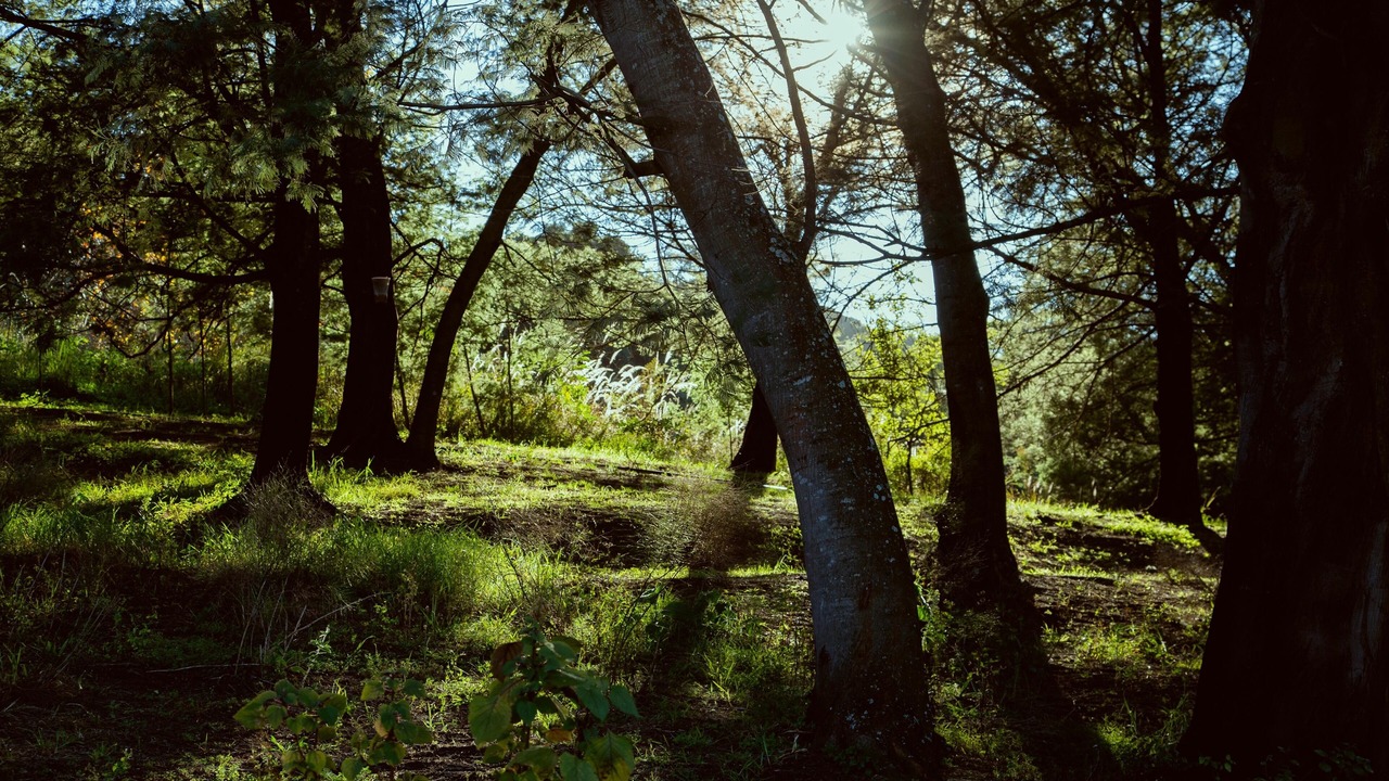 Photo of Outdoor in Balgowan