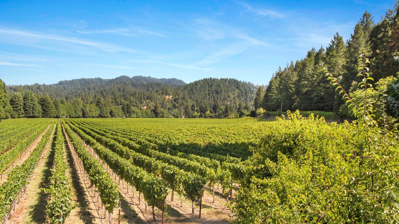Photo of Outdoor in Guerneville