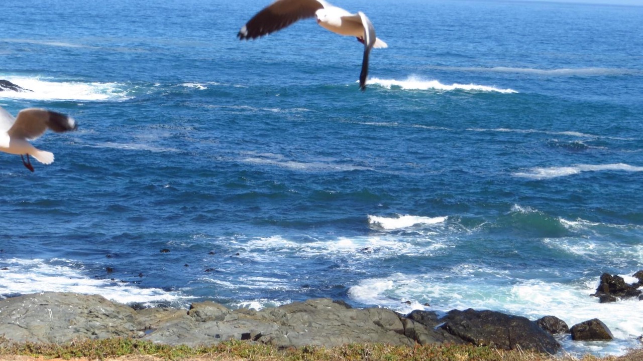 Photo of Others in Yzerfontein