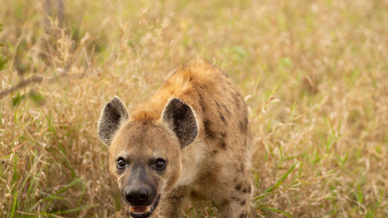 Photo of Others in Kruger National Park