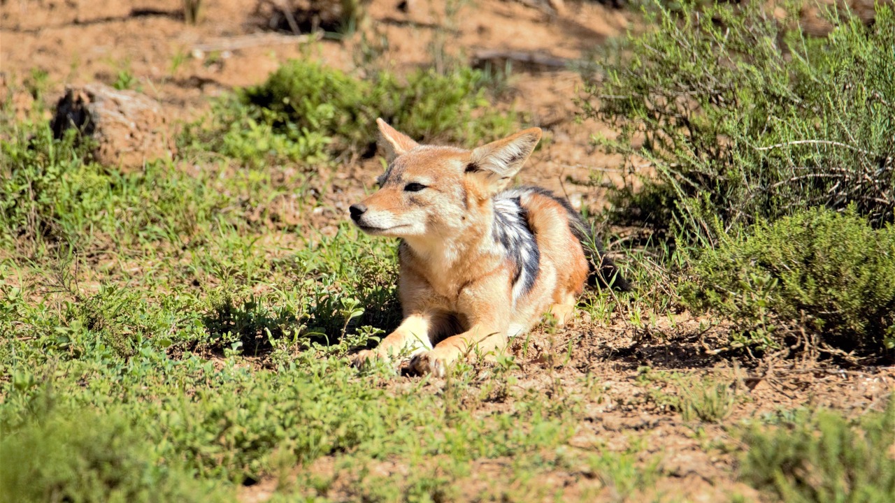 Photo of Others in Addo