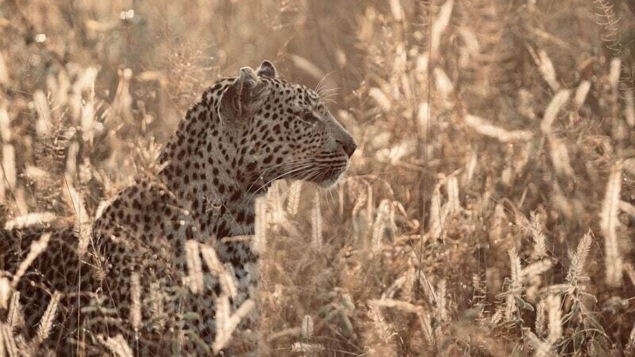 Photo of Others in Thorny Bush Game Reserve