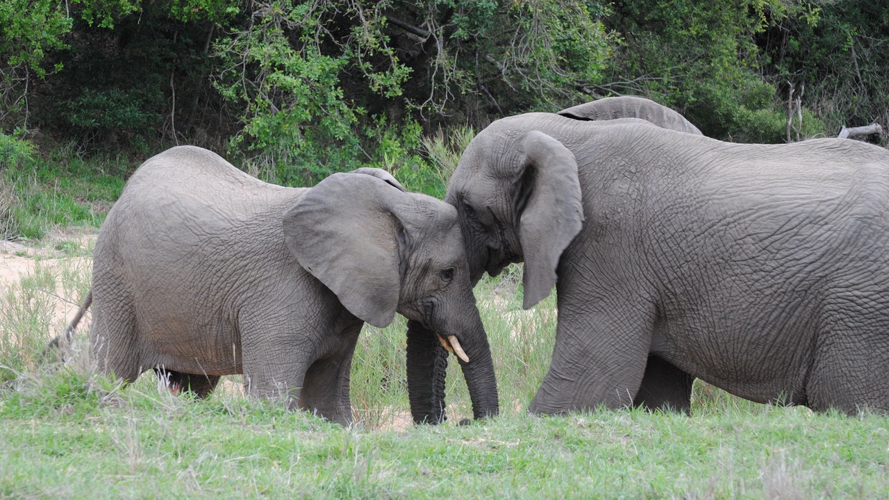 Photo of Others in Thorny Bush Game Reserve