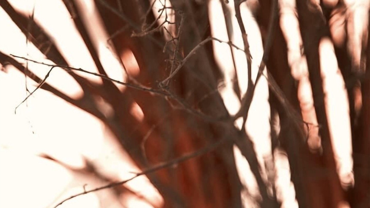 Photo of Others in Thorny Bush Game Reserve