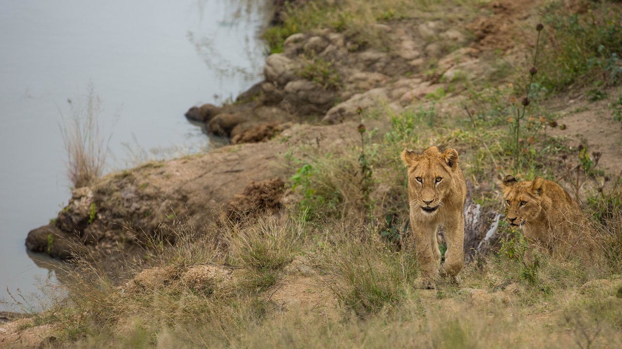 Photo of Others in Kruger National Park