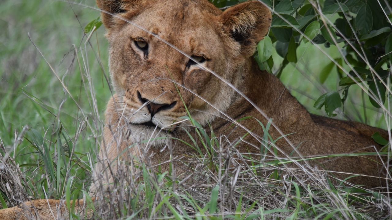 Photo of Others in Kruger National Park