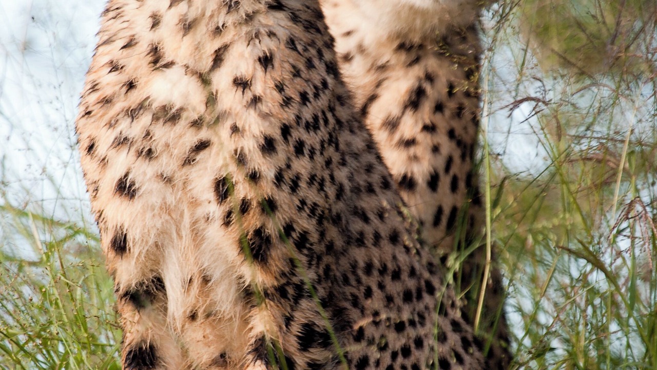 Photo of Others in Kruger National Park