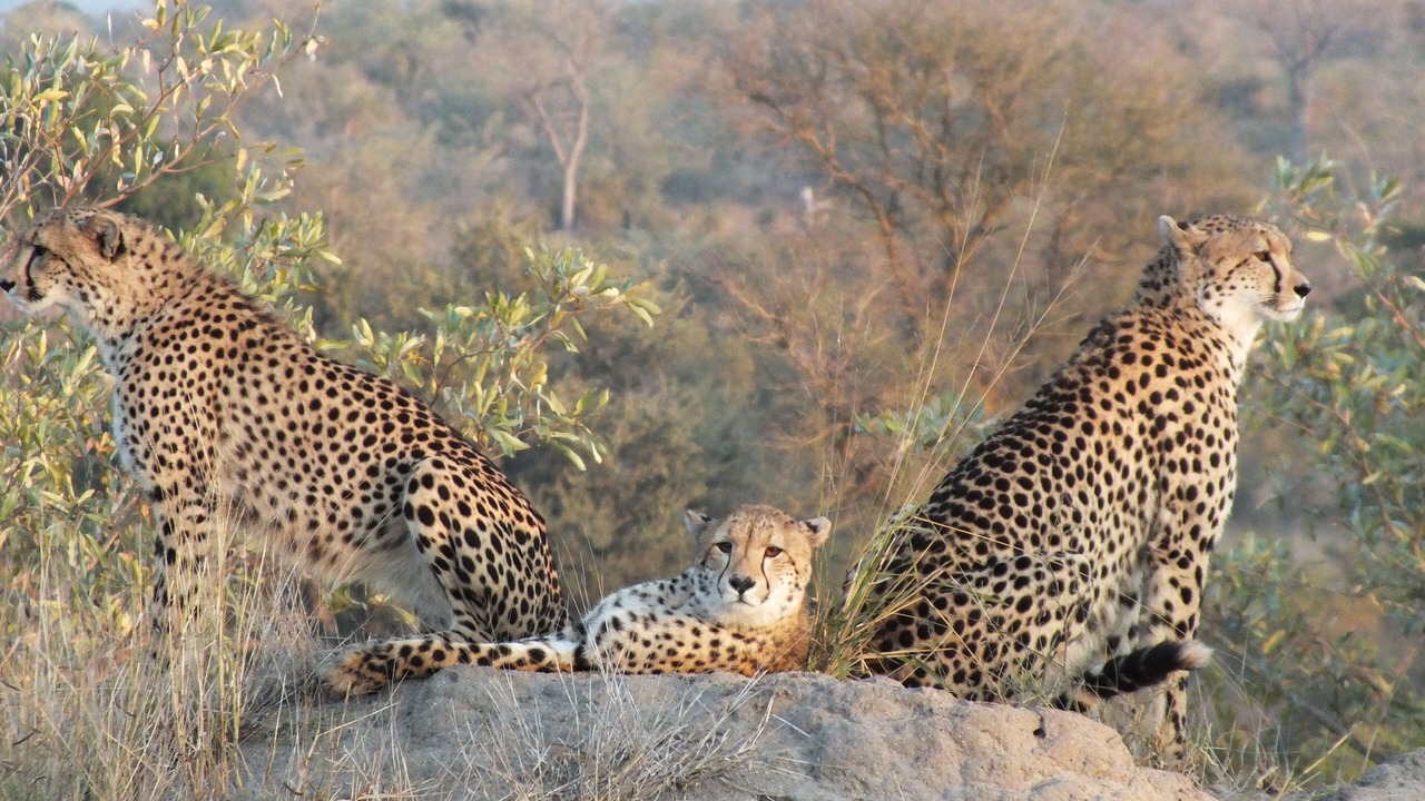 Photo of Others in Kruger National Park