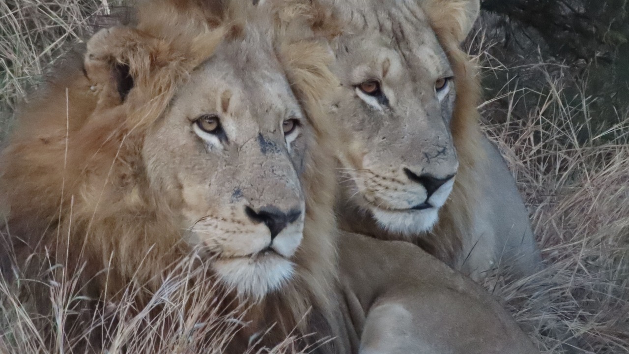 Photo of Others in Kruger National Park