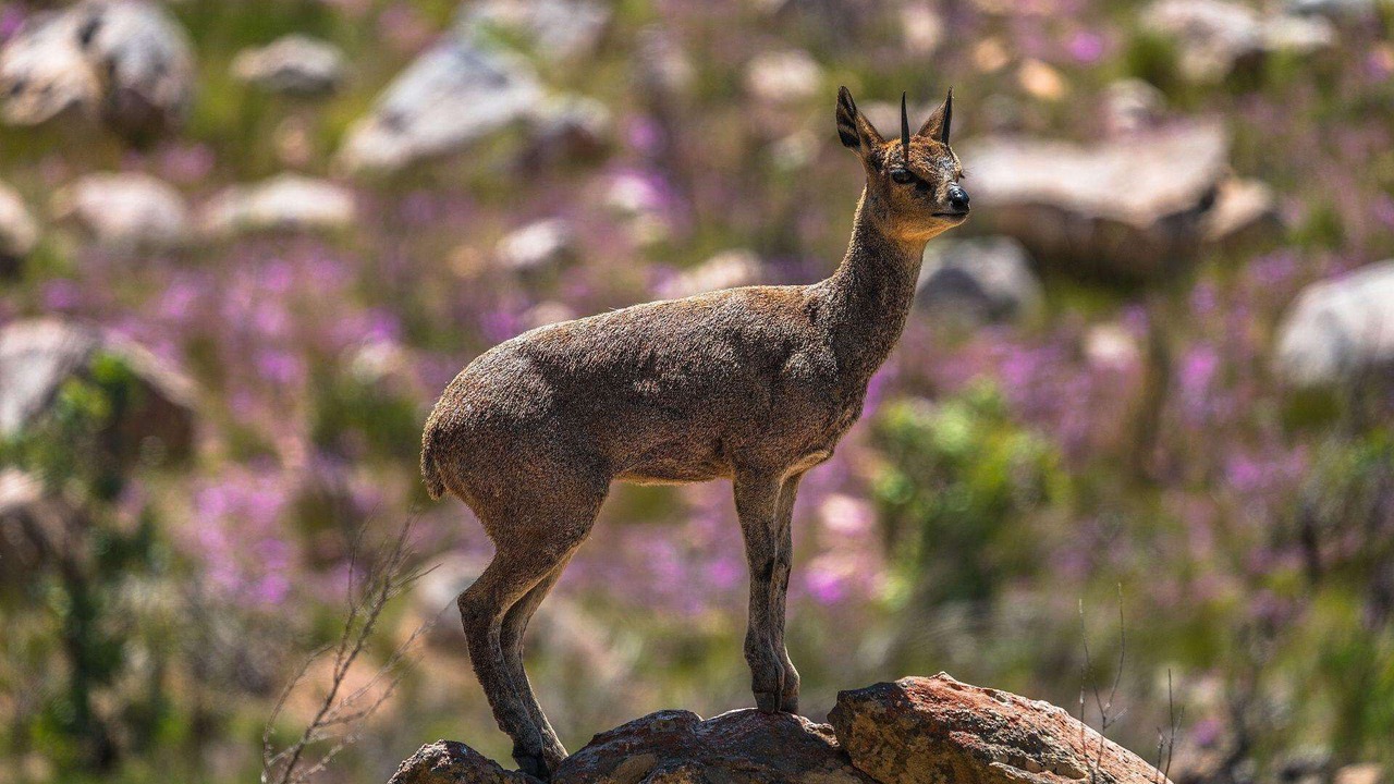 Photo of Others in Cederberg