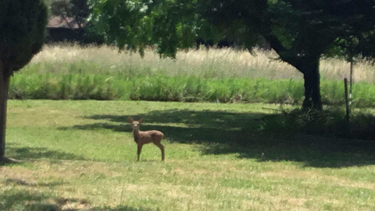 Photo of Outdoor in Green Valley
