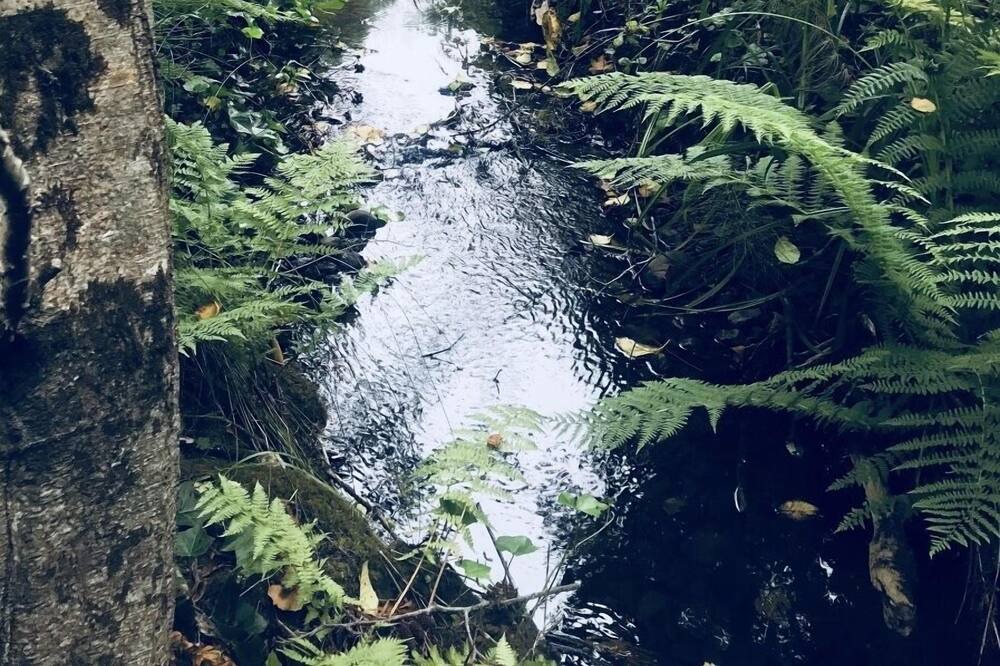 Photo of Outdoor in Little River